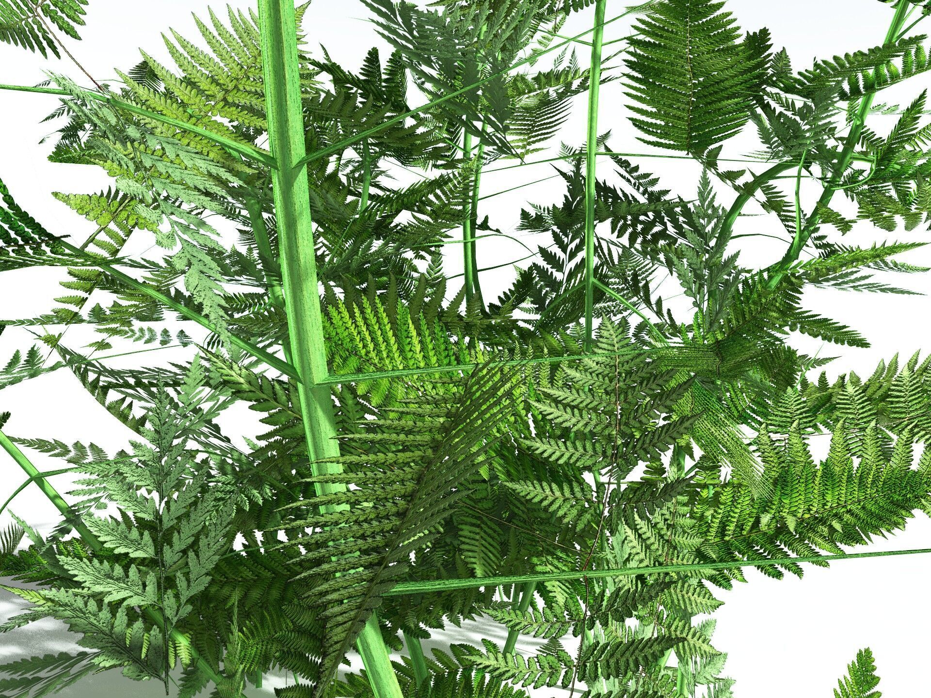 EVERYPlant Bracken LowPoly Low-poly 3D model_5