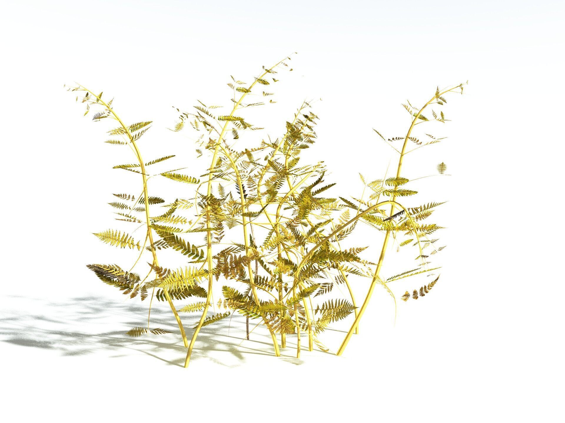 EVERYPlant Bracken LowPoly Low-poly 3D model_10