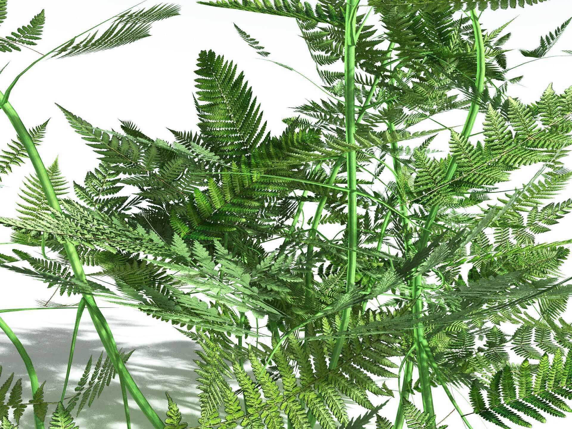 EVERYPlant Bracken LowPoly Low-poly 3D model_3