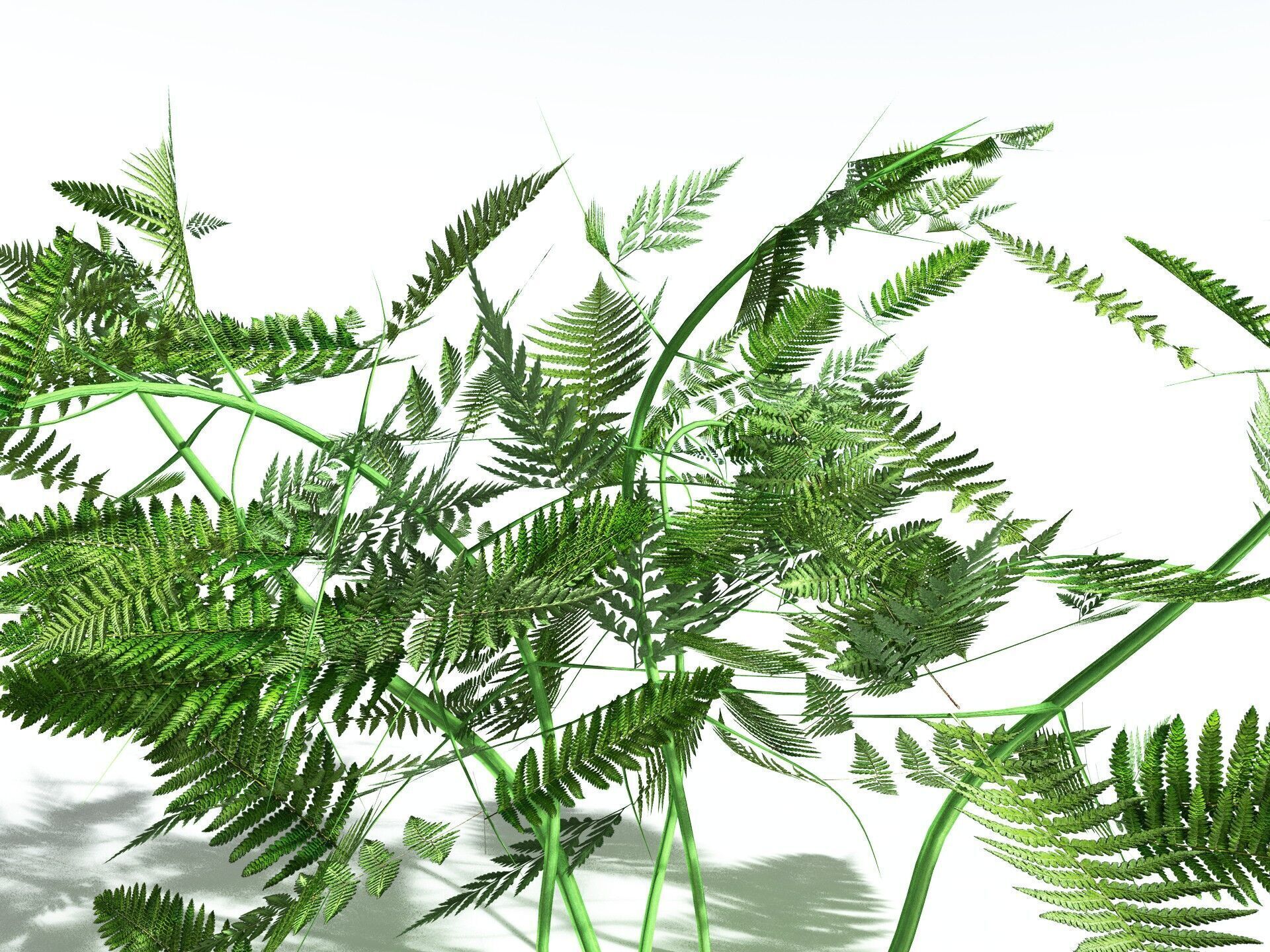 EVERYPlant Bracken LowPoly Low-poly 3D model_37