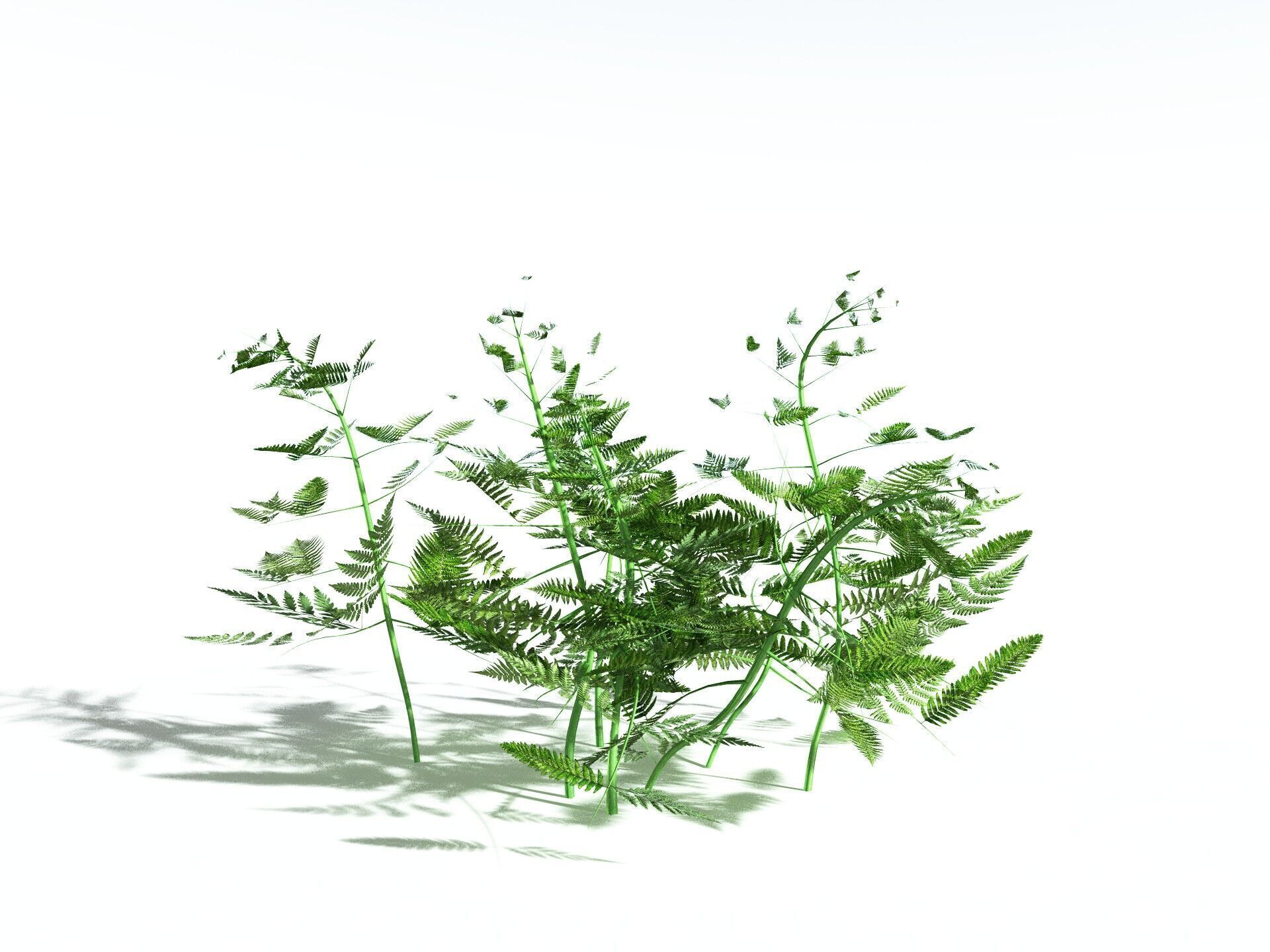 EVERYPlant Bracken LowPoly Low-poly 3D model_26