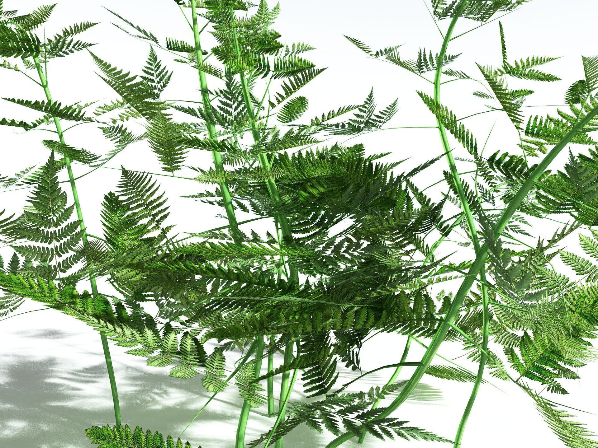 EVERYPlant Bracken LowPoly Low-poly 3D model_7