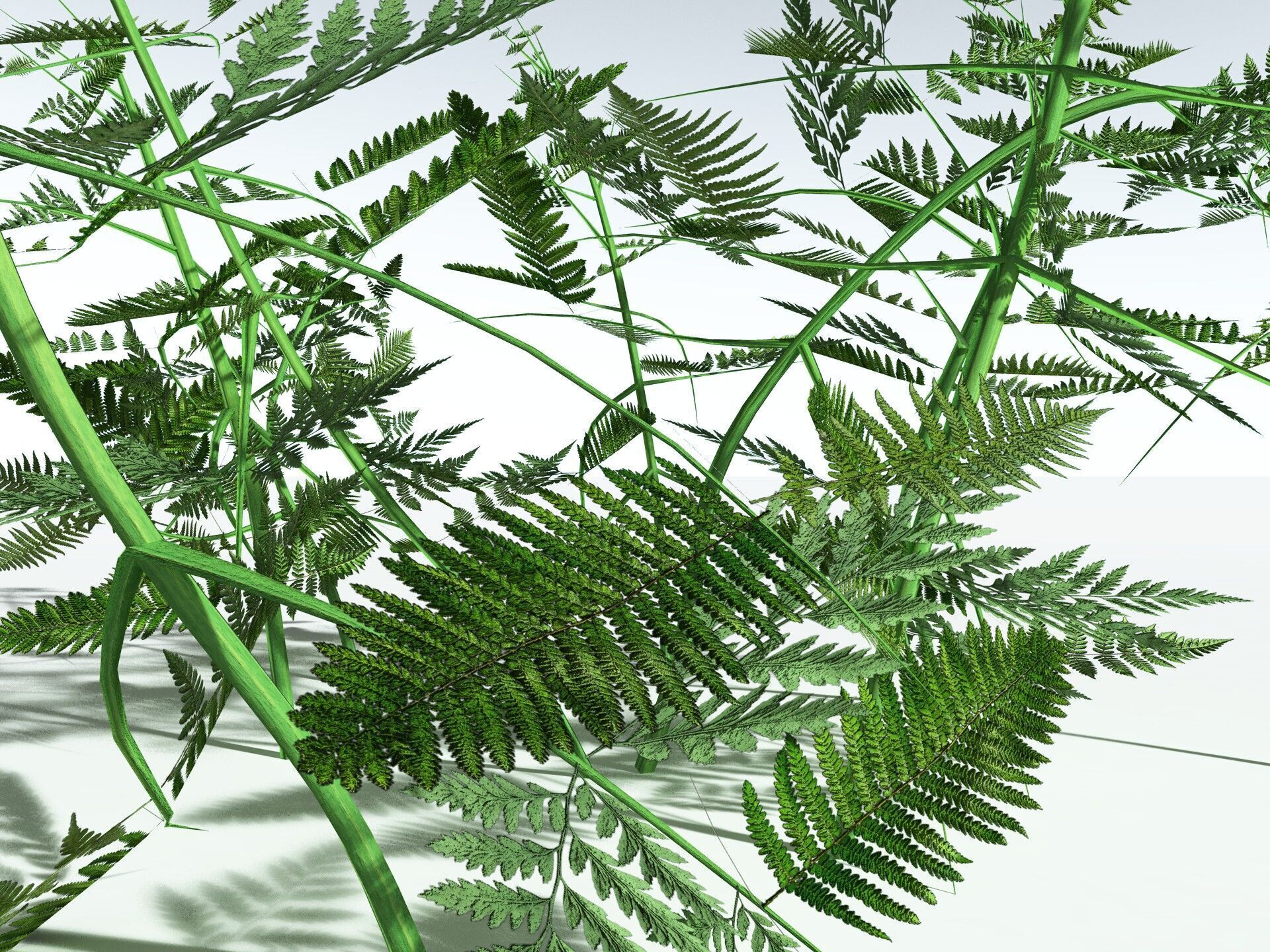 EVERYPlant Bracken LowPoly Low-poly 3D model_29