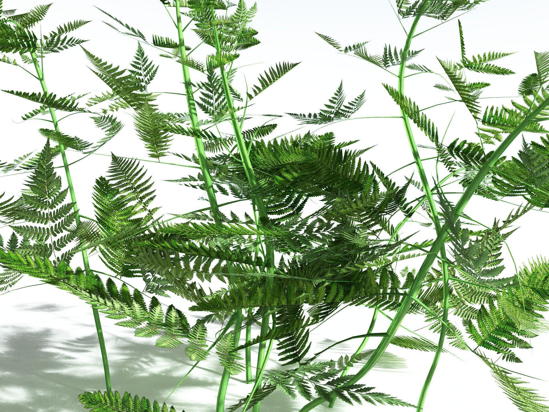 EVERYPlant Bracken LowPoly Low-poly 3D model_17