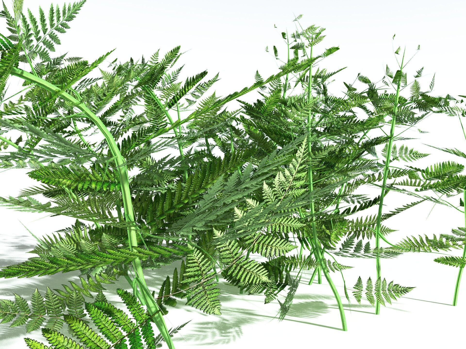 EVERYPlant Bracken LowPoly Low-poly 3D model_39