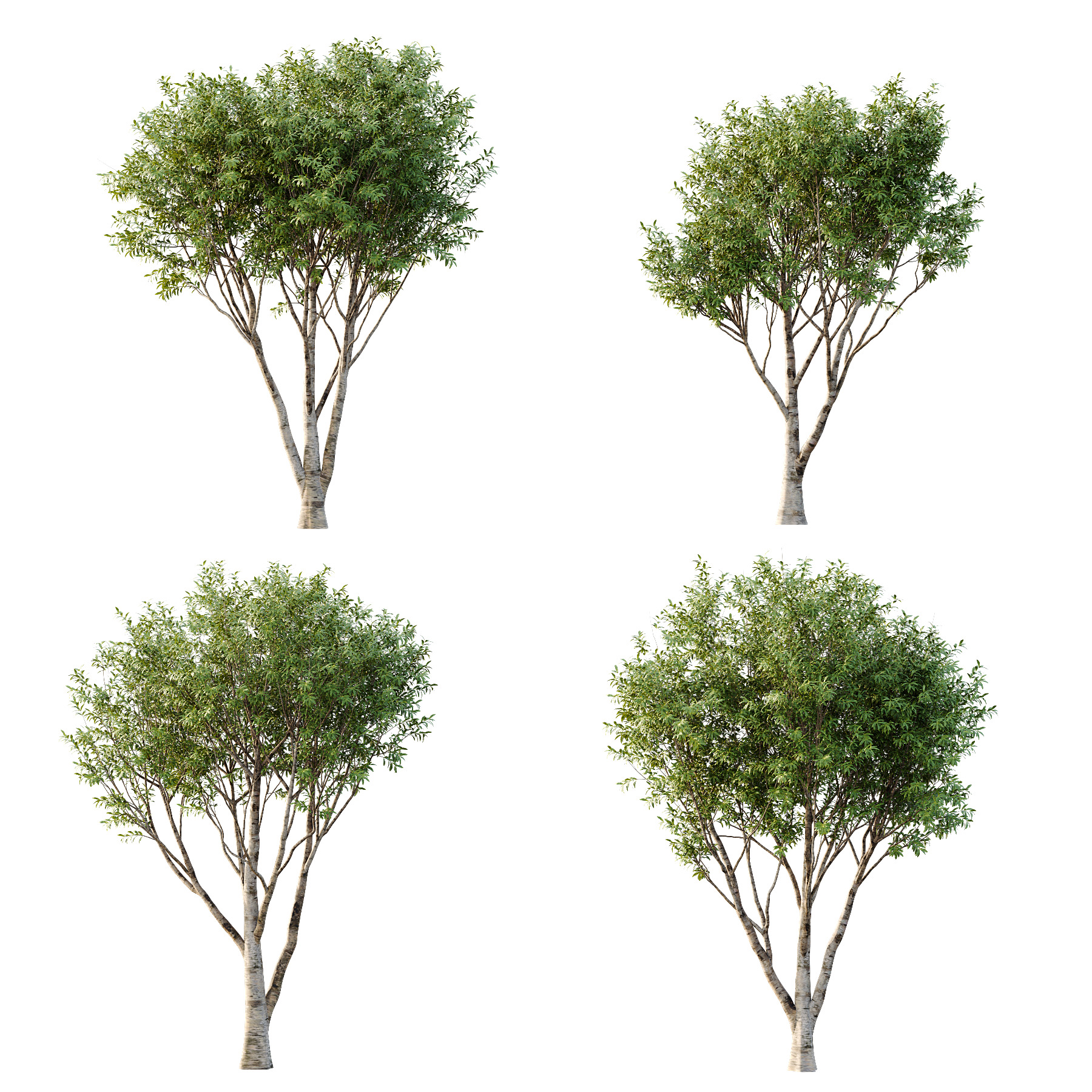 Water Gum Tree 05 3D model_1