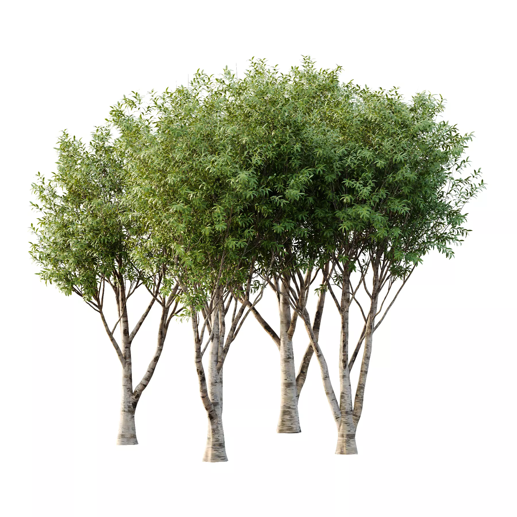 Water Gum Tree 05 3D model_0