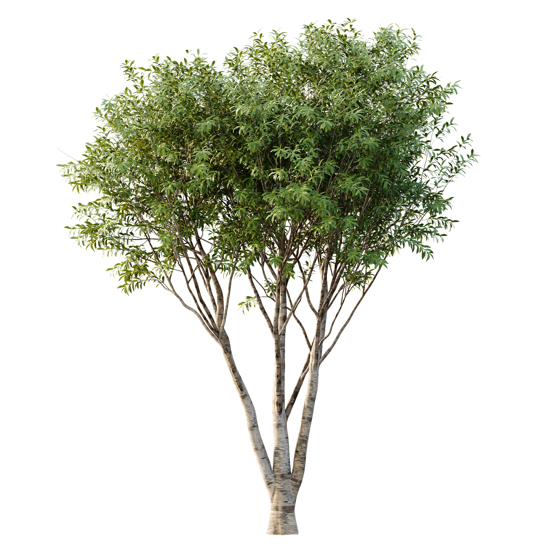 Water Gum Tree 05 3D model_3