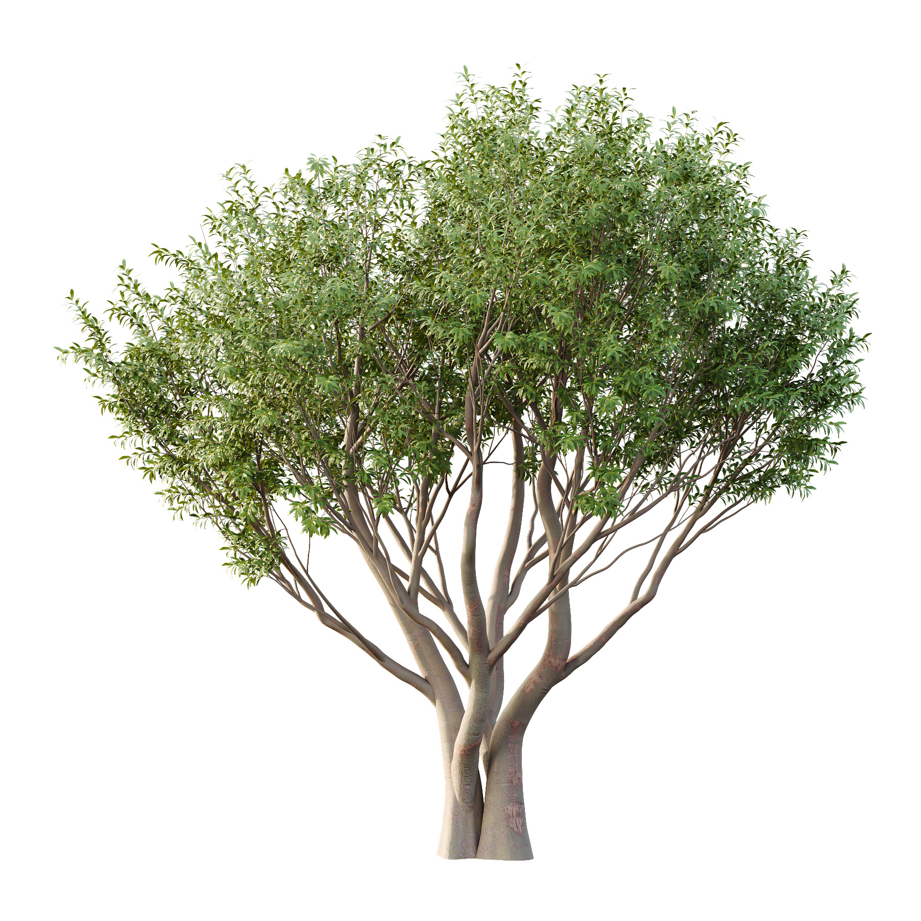 Water Gum Tree 02 3D model_1