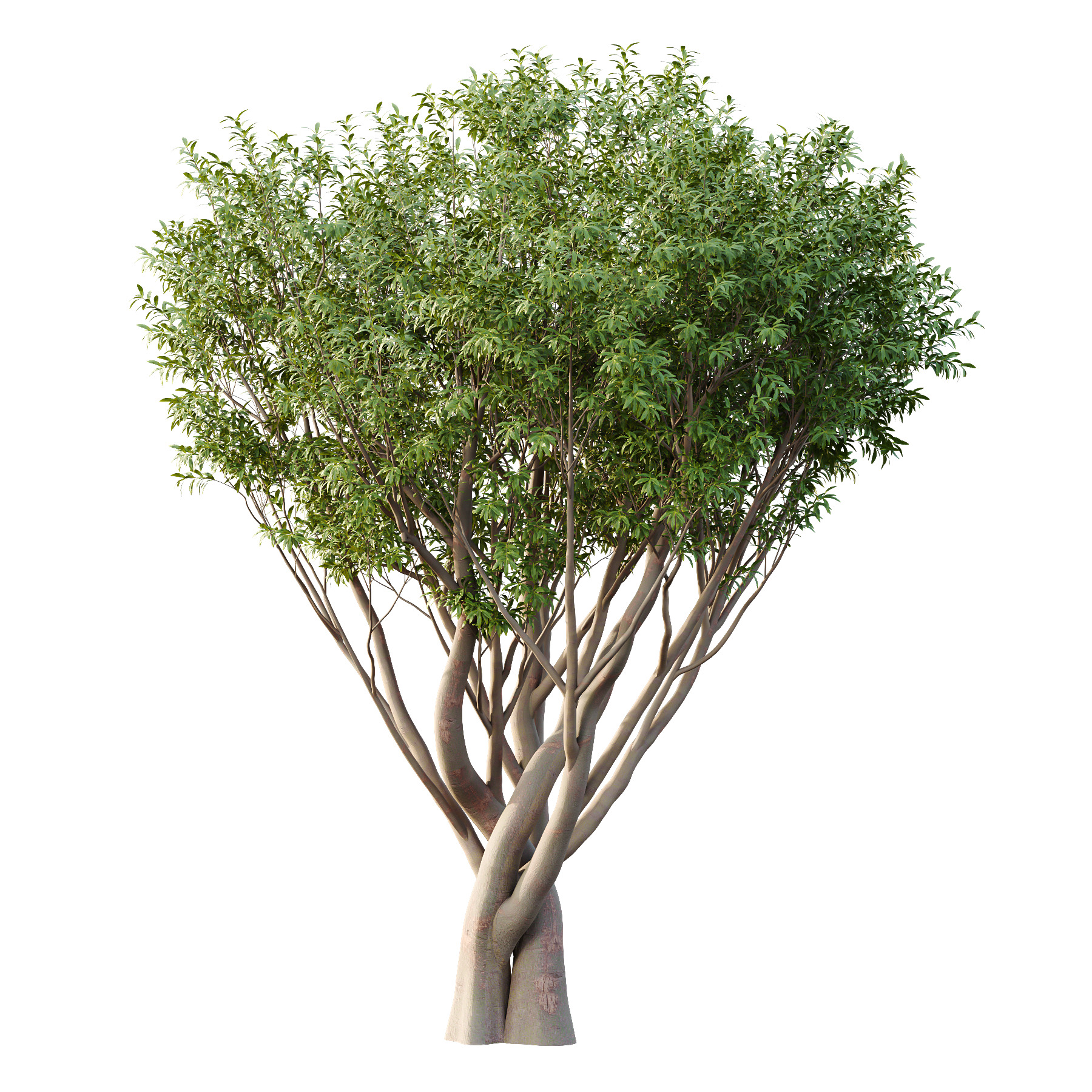 Water Gum Tree 02 3D model_2