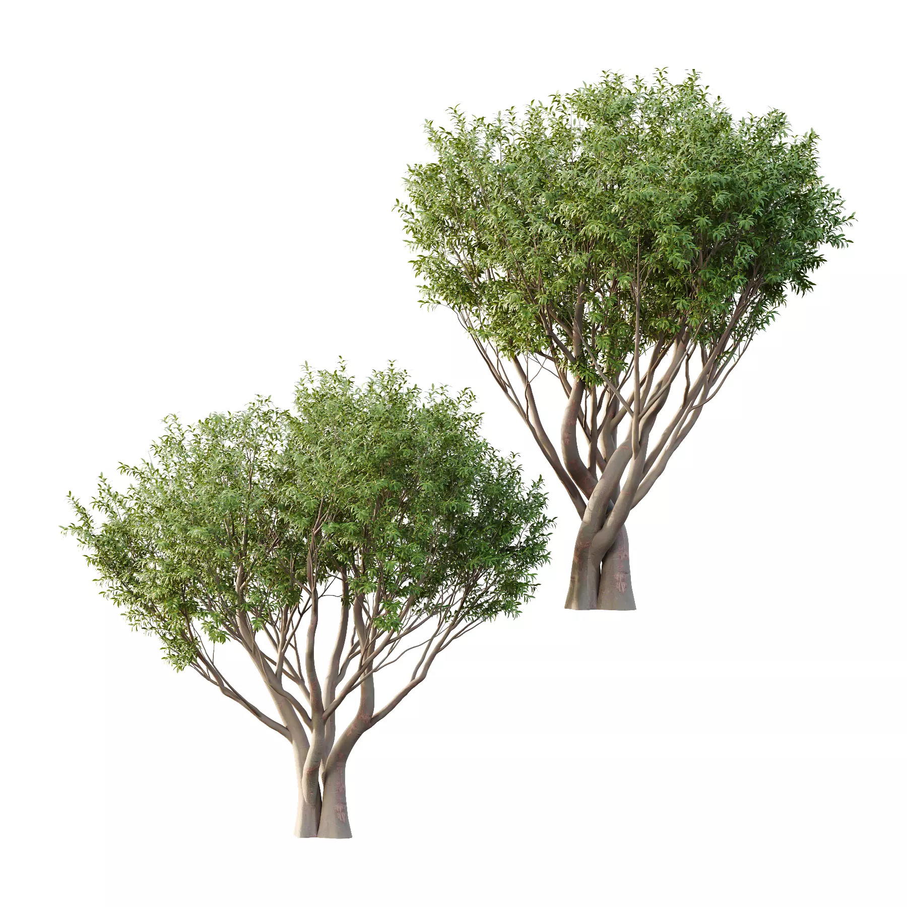 Water Gum Tree 02 3D model_0