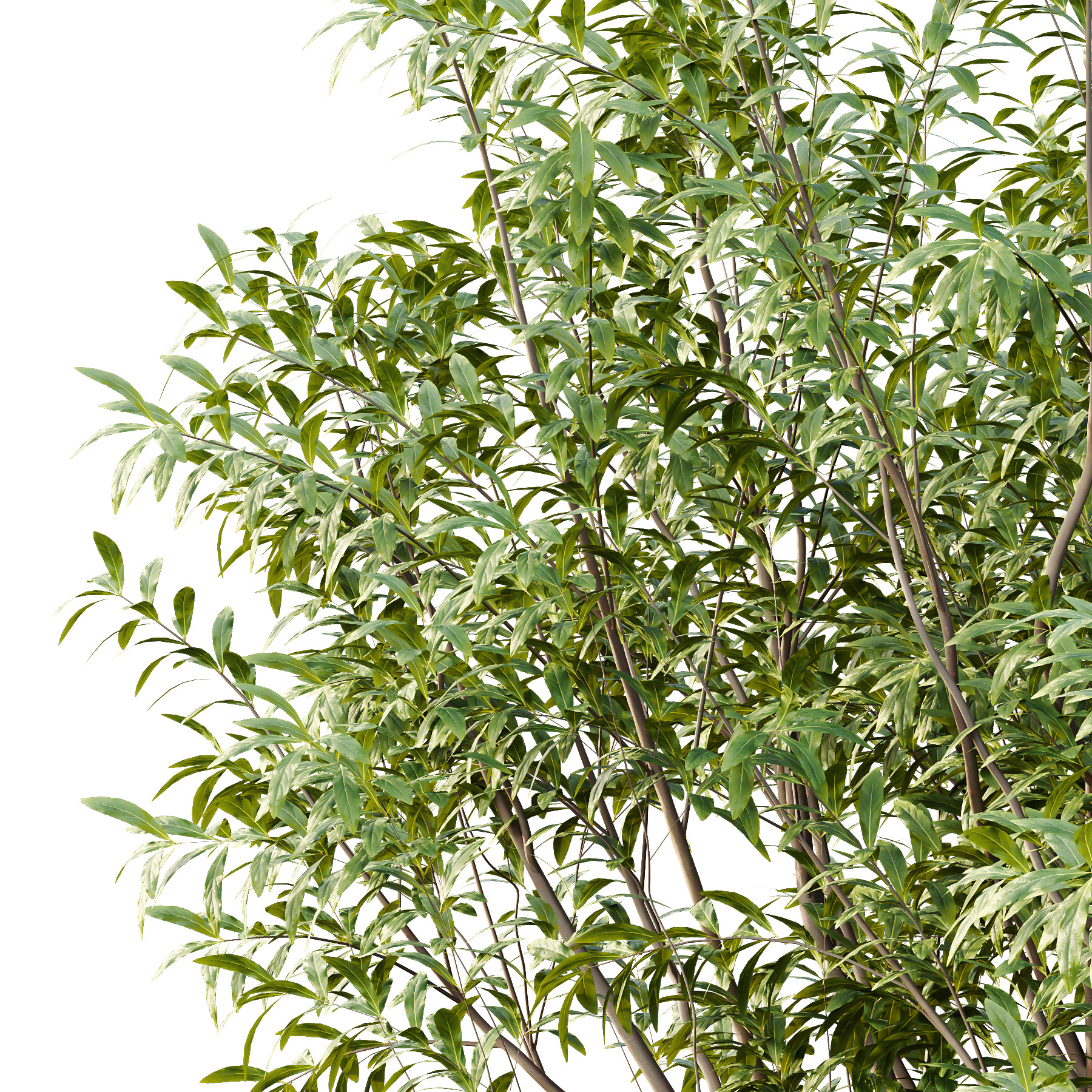 Water Gum Tree 02 3D model_3