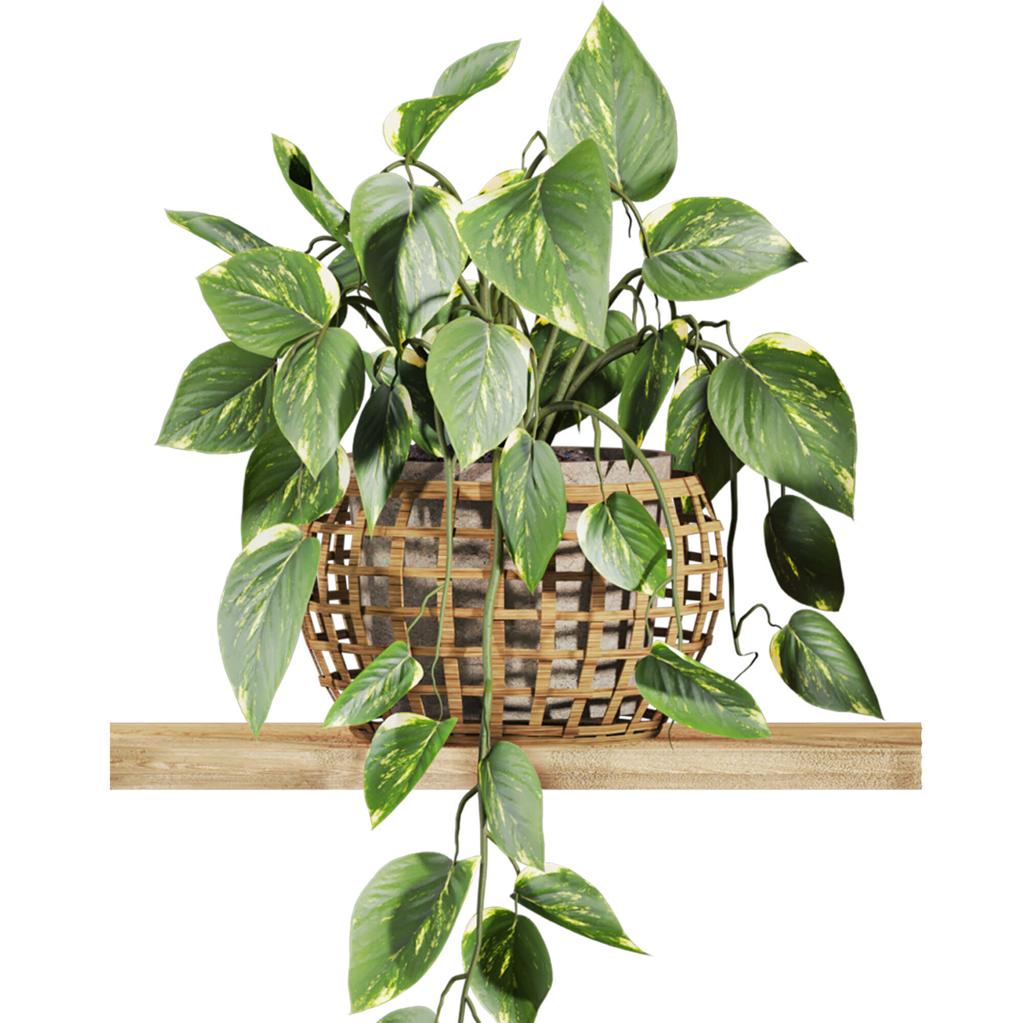 plants set on shelf 3D model_3