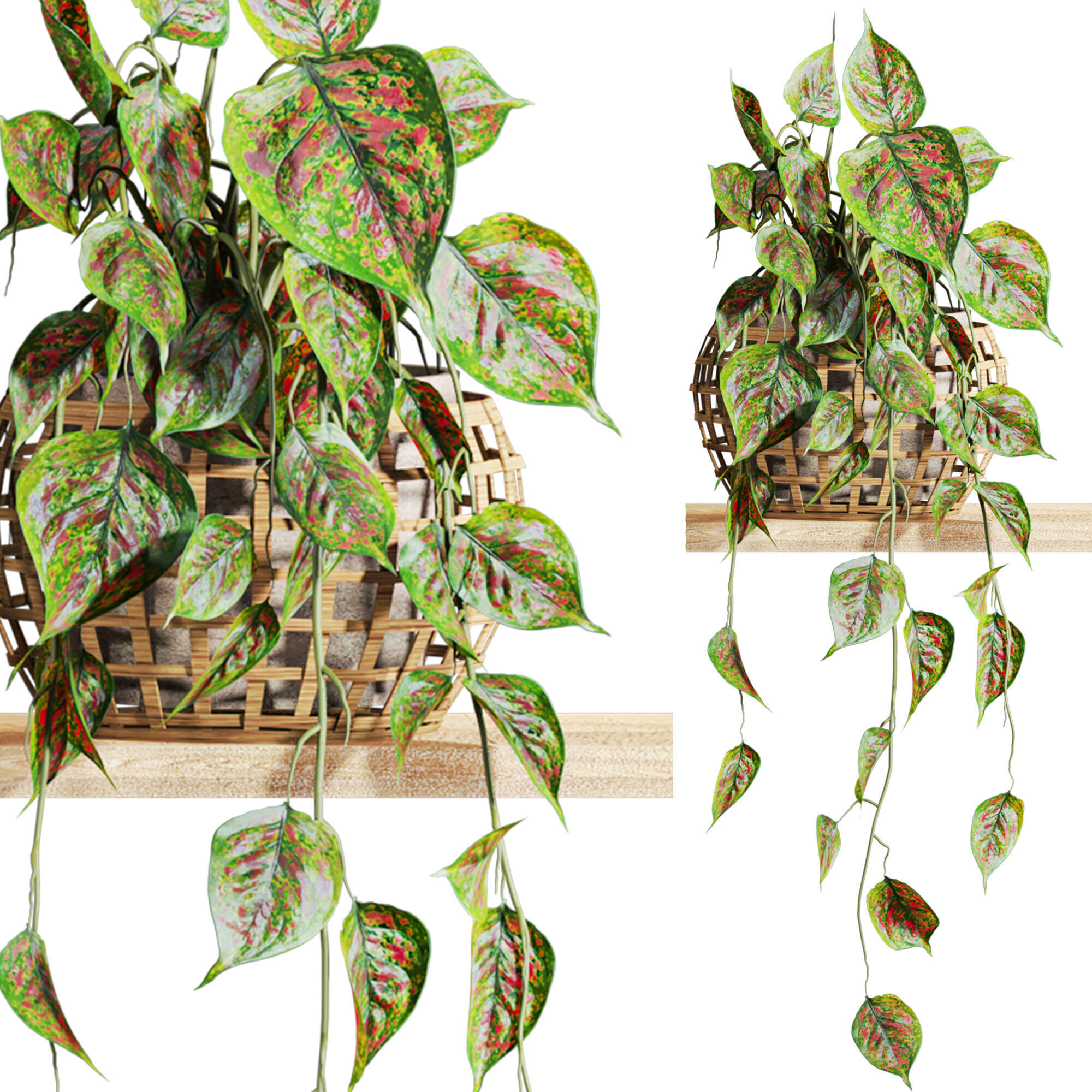 plants set on shelf 3D model_1