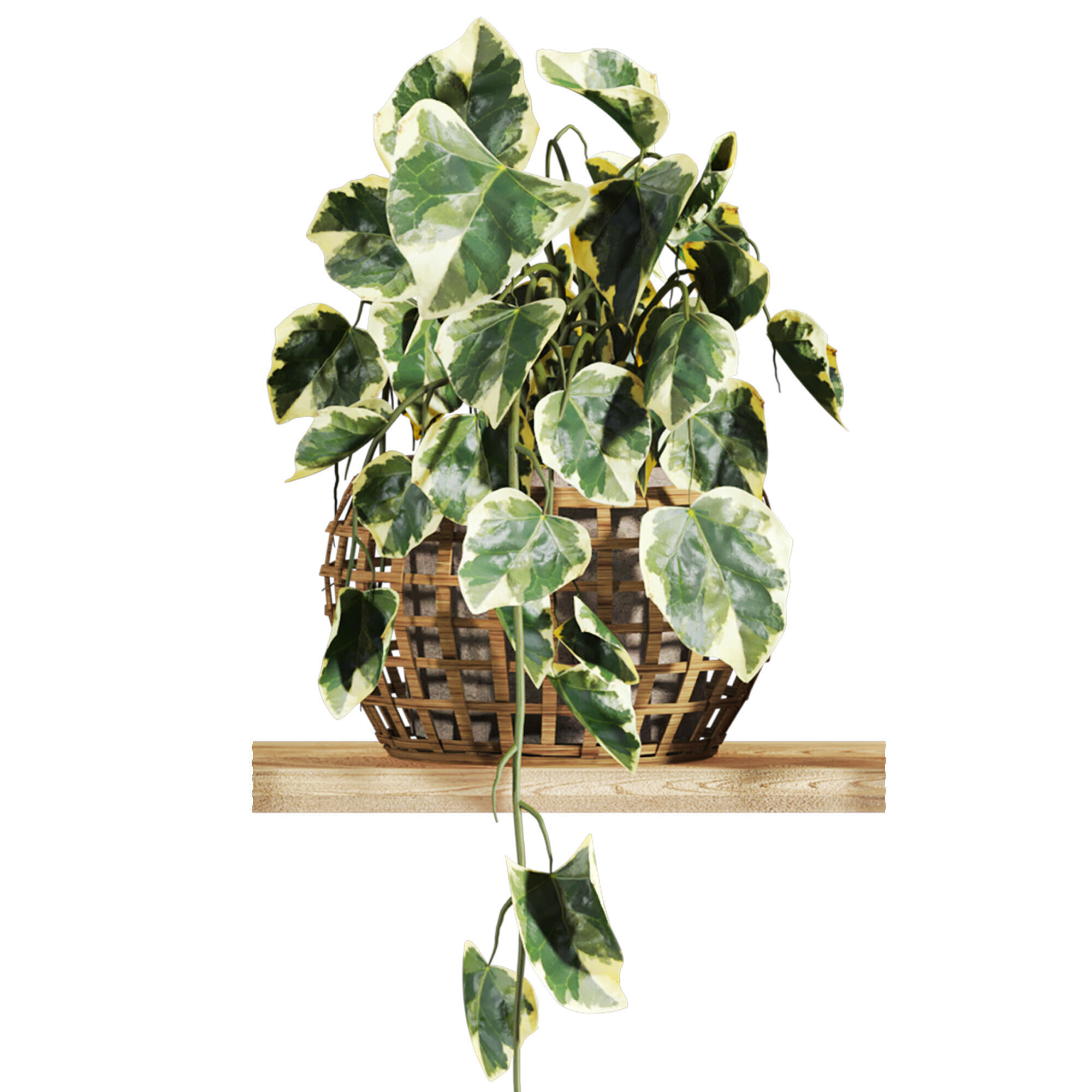 plants set on shelf 3D model_2