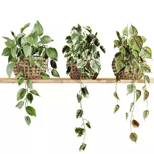 plants set on shelf