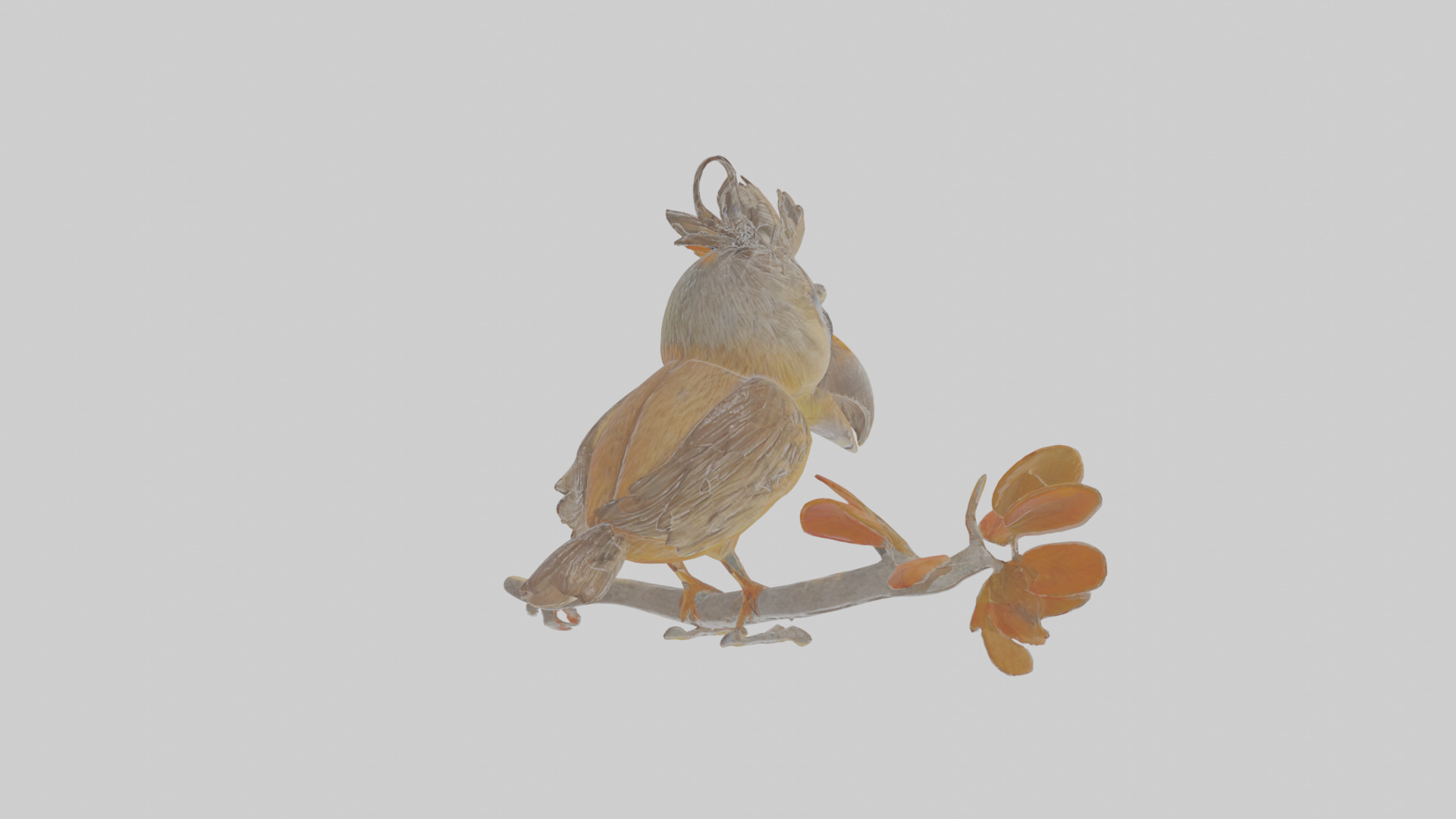 Cartoon Accentor Low-poly 3D model_4