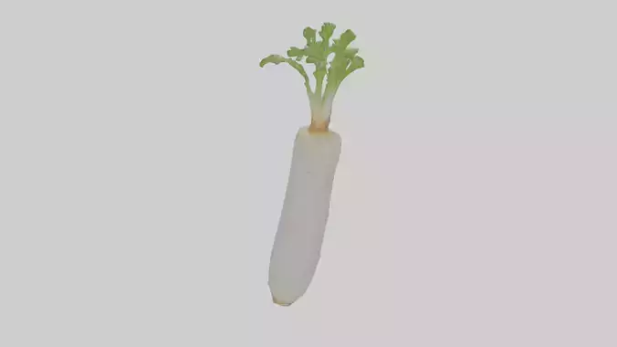 Daikon Radish Model