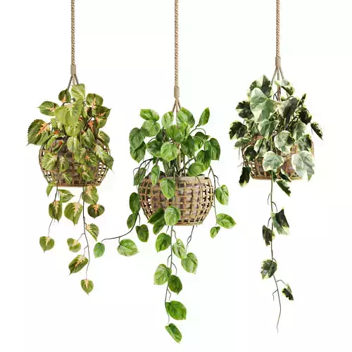 hanging Plants Set