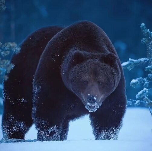 Black brown bear Low-poly 3D model