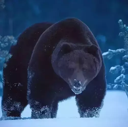 Black brown bear Low-poly 3D model
