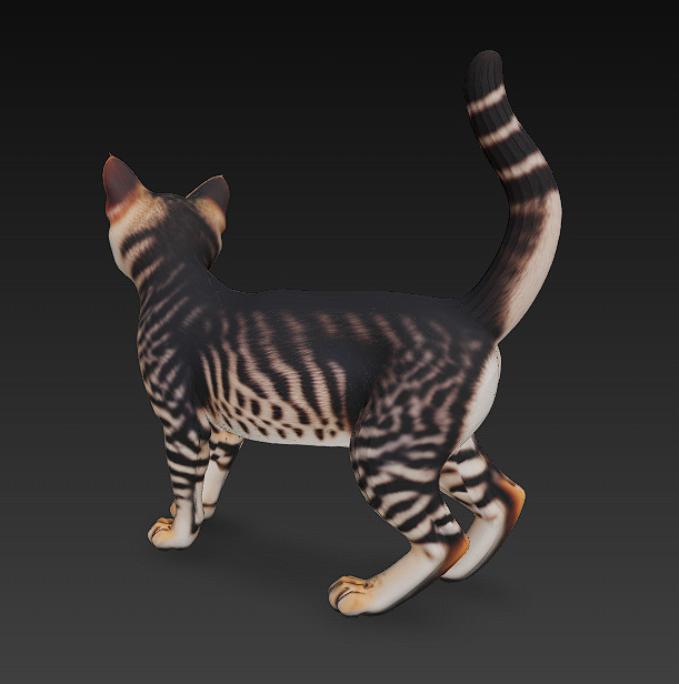 Cat Tabby Realistic 3D Model Basic - Low Poly Realistic Low-poly 3D model_9