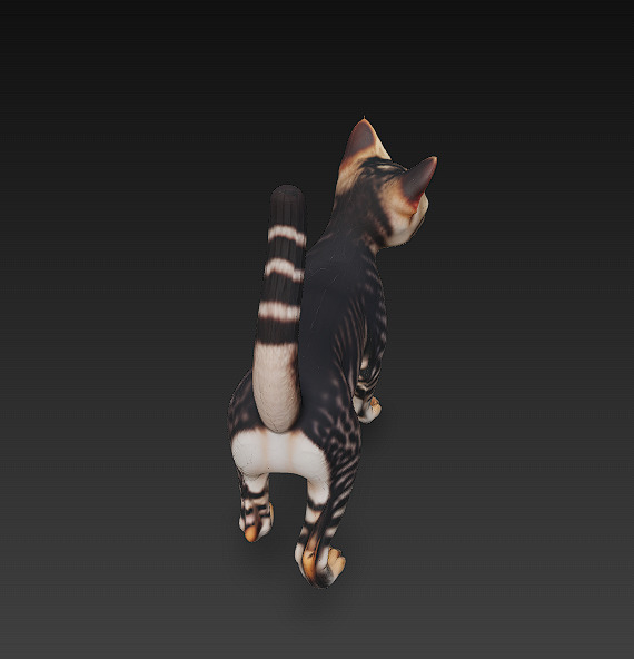 Cat Tabby Realistic 3D Model Basic - Low Poly Realistic Low-poly 3D model_2