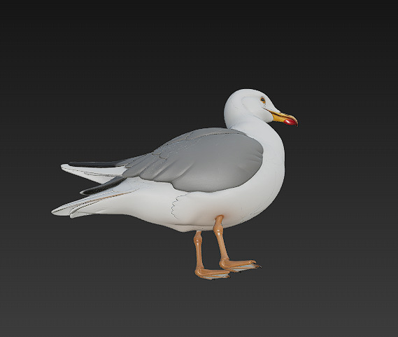 Seagull Realistic 3D Model Basic - Low Poly Realistic Low-poly 3D model_8
