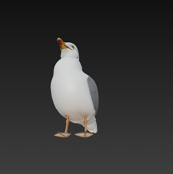 Seagull Realistic 3D Model Basic - Low Poly Realistic Low-poly 3D model_6