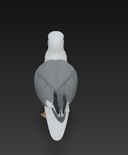 Seagull Realistic 3D Model Basic - Low Poly Realistic Low-poly 3D model_3