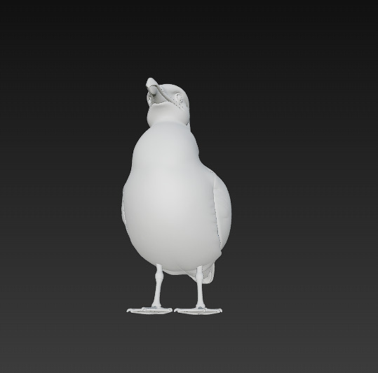 Seagull Realistic 3D Model Basic - Low Poly Realistic Low-poly 3D model_15