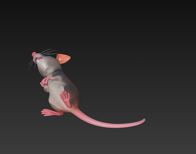 Rat Realistic 3D Model Basic - Low Poly Realistic Low-poly 3D model_10