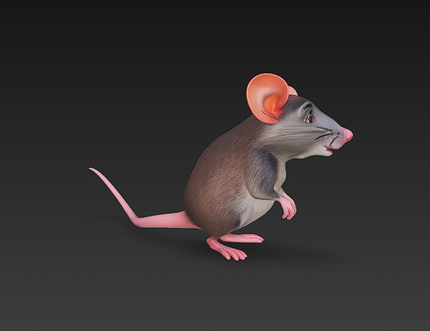 Rat Realistic 3D Model Basic - Low Poly Realistic Low-poly 3D model_8