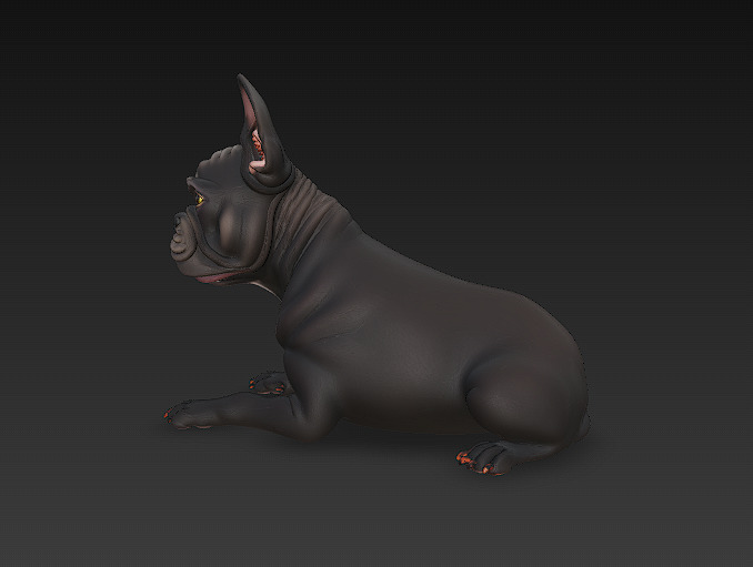 French Bulldog Dog Realistic 3D Model - Low Poly Realistic Low-poly 3D model_4