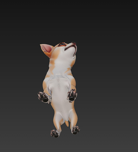 Chihuahua Dog Realistic 3D Model - Low Poly Realistic Low-poly 3D model_8