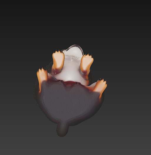 Chihuahua Dog Realistic 3D Model - Low Poly Realistic Low-poly 3D model_8