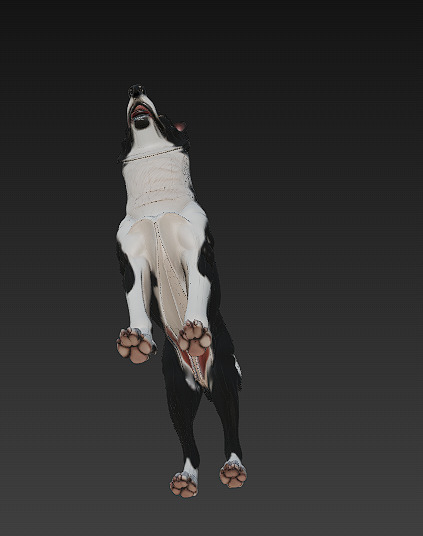 Dog Realistic 3D Model - Low Poly Realistic Low-poly 3D model_9