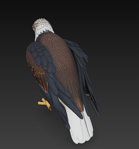 Eagle Realistic 3D Model - Low Poly Realistic Low-poly 3D model_8