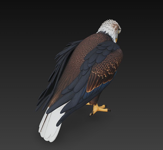 Eagle Realistic 3D Model - Low Poly Realistic Low-poly 3D model_7