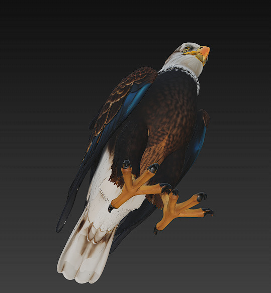 Eagle Realistic 3D Model - Low Poly Realistic Low-poly 3D model_9