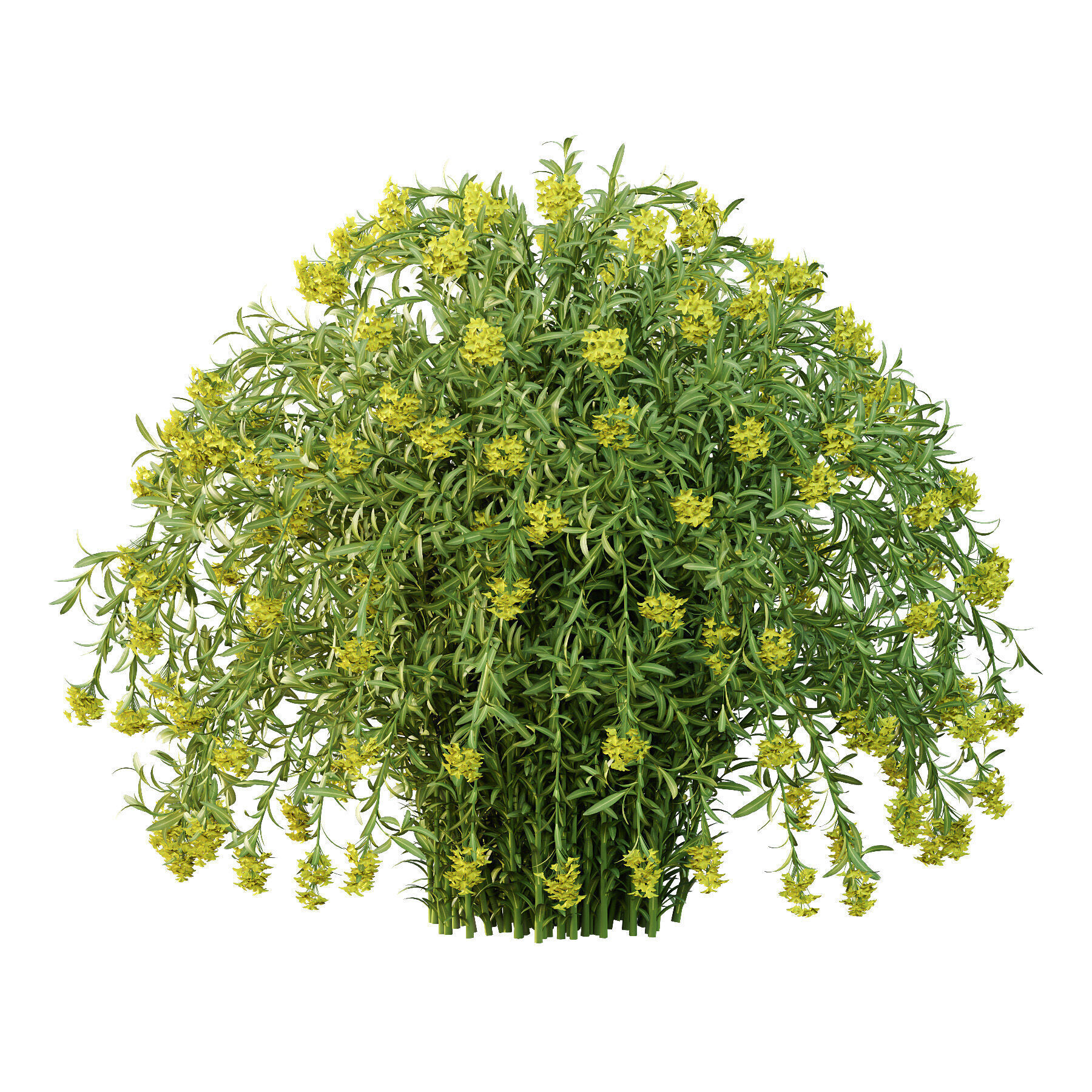 Different bush 10 3D model_3