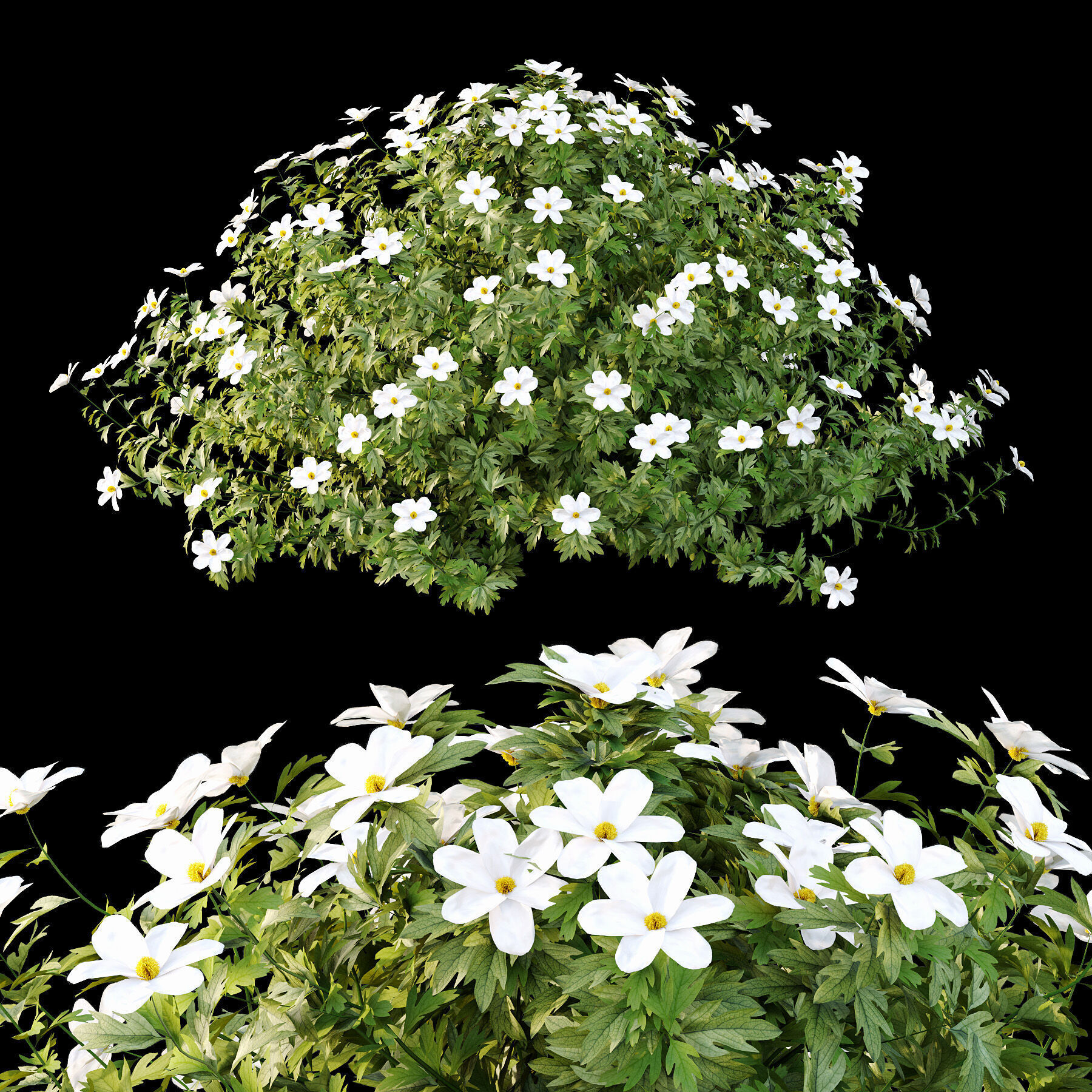 Different bush 10 3D model_4