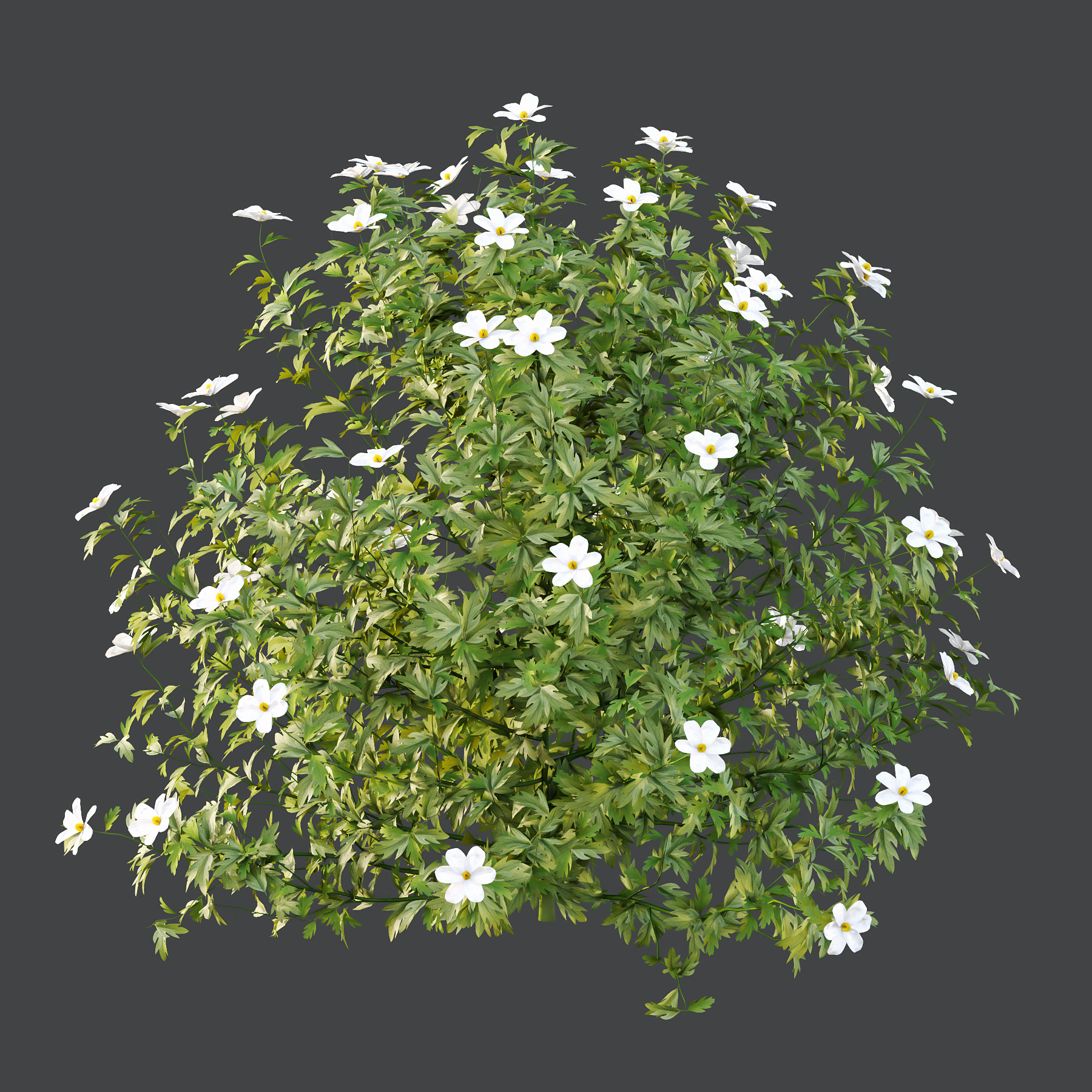 Different bush 15 3D model_3