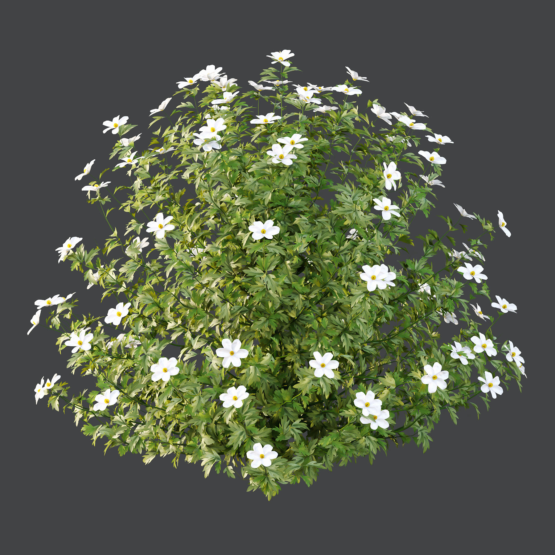 Different bush 15 3D model_4