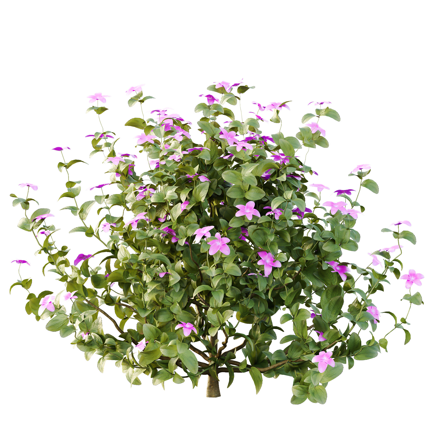 Different bush 15 3D model_2