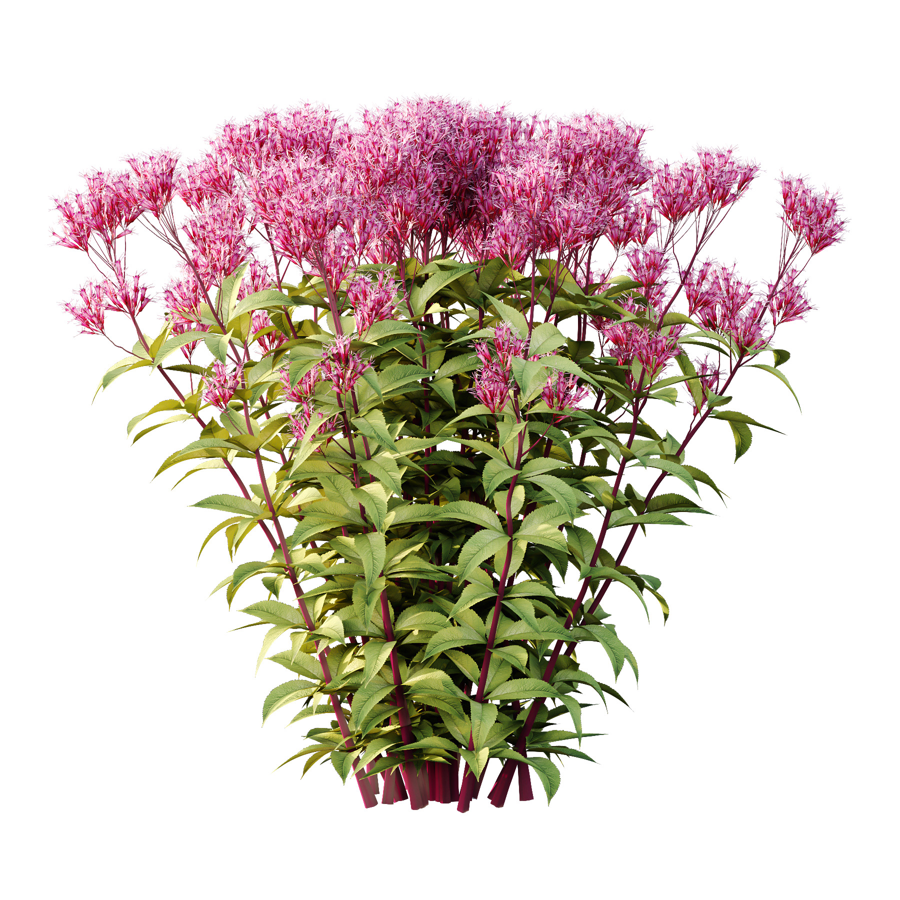 Different bush 13 3D model_1