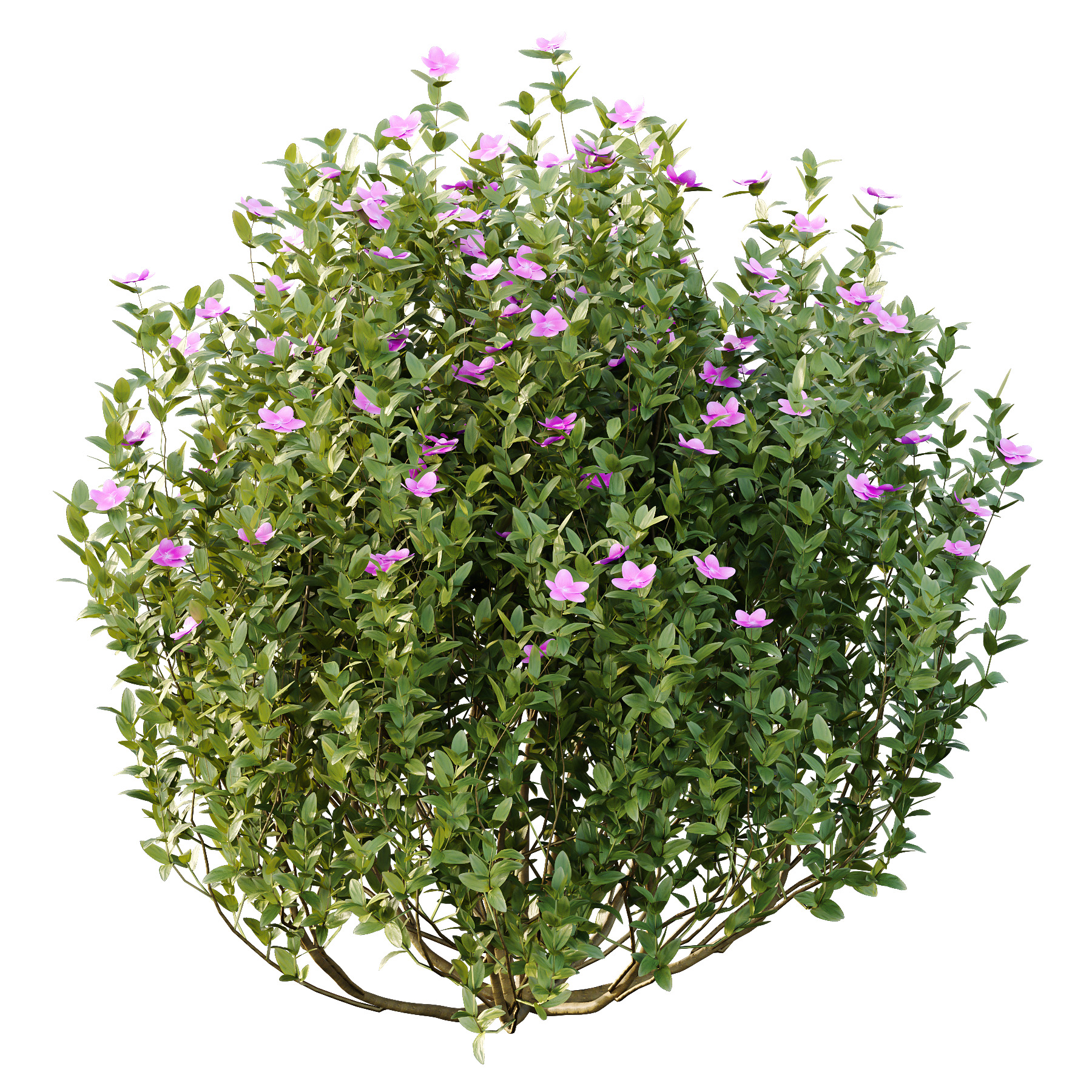 Different bush 13 3D model_5