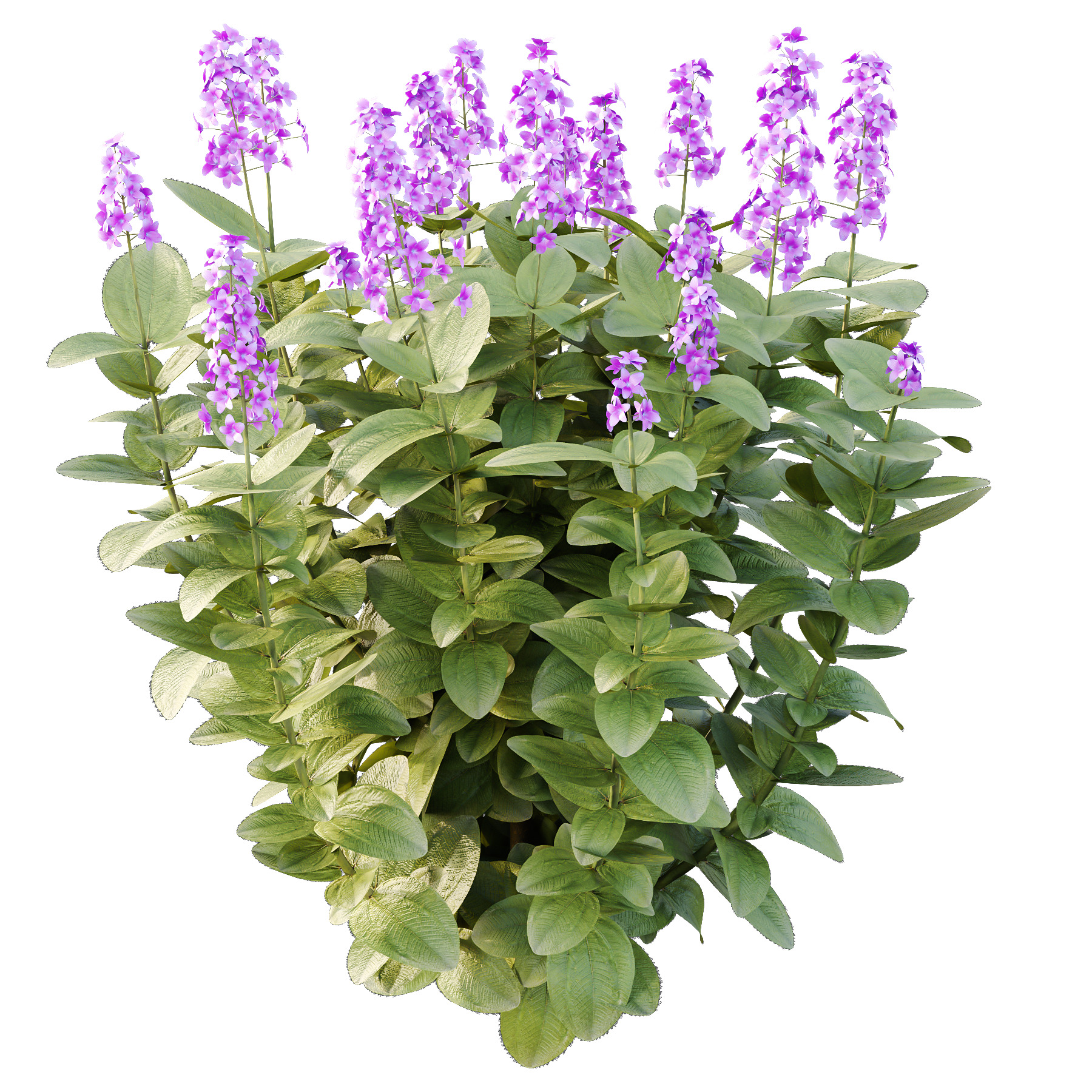 Different bush 13 3D model_3