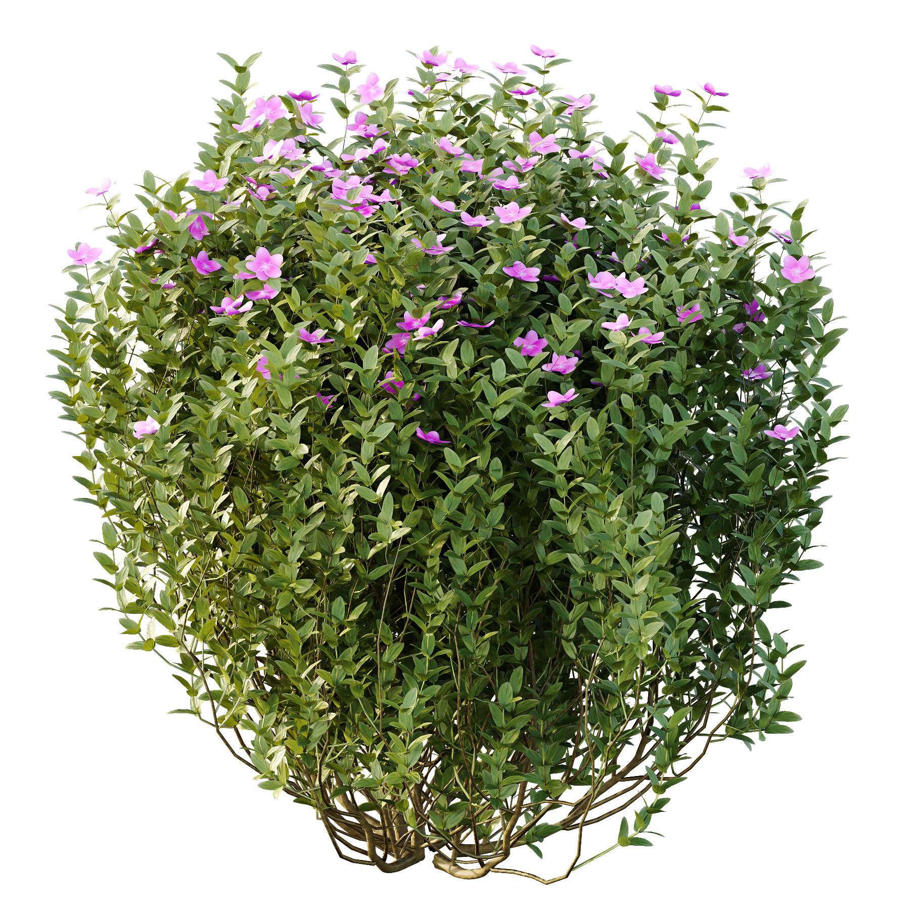 Different bush 13 3D model_4