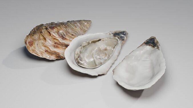 Oyster 3D model